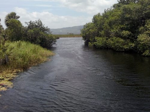 Black-River-Wetlands-Lilies-Mangroves-ReedsThatch-Palm-S-Otuokon2015